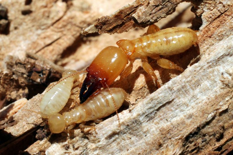 Termite Damage Repair Service