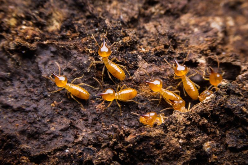 Termite Damage Repair Service in Overland Park, KS