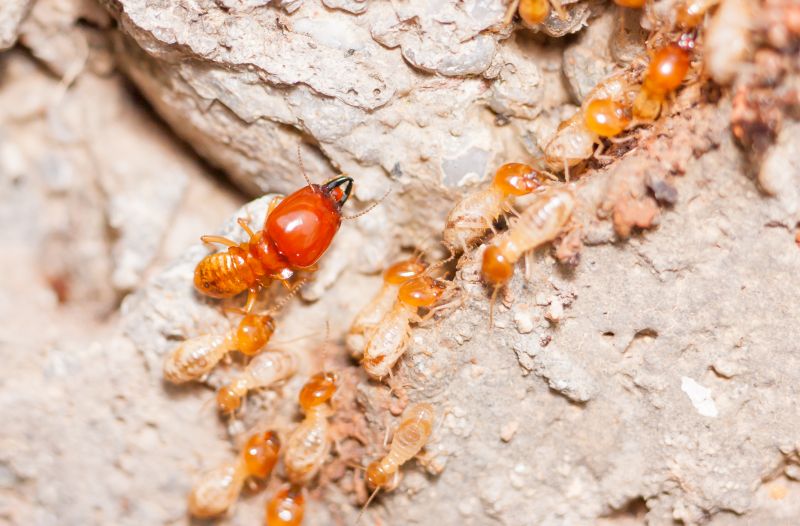 Termite Damage Repair Service