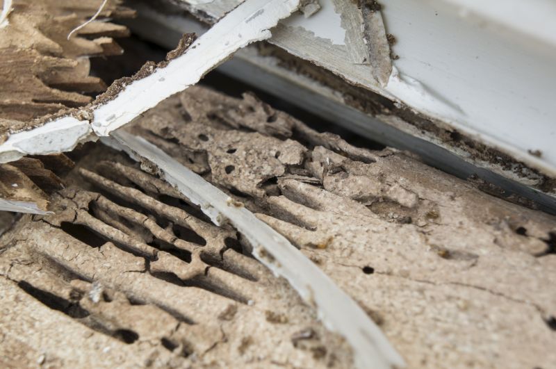 Termite Damage Restoration in Arvada, CO