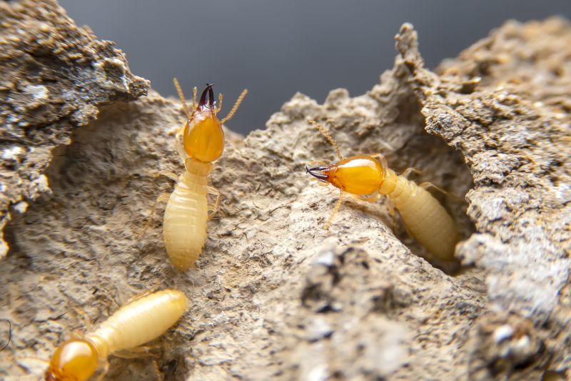 Termite Damage Restoration in Wilmington, NC