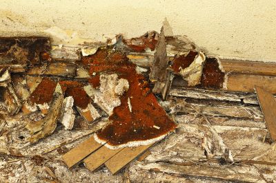 Wood Decay Removal in Indianapolis, IN