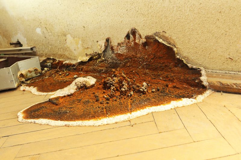Wood Rot Removal in Kansas City, KS